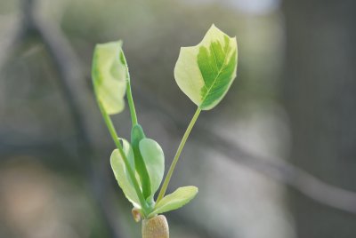 Liriodendron tulipifera 'Aureomarginatum' - liliovník tulipánokvětý 'Aureomarginatum' - jarní pučení